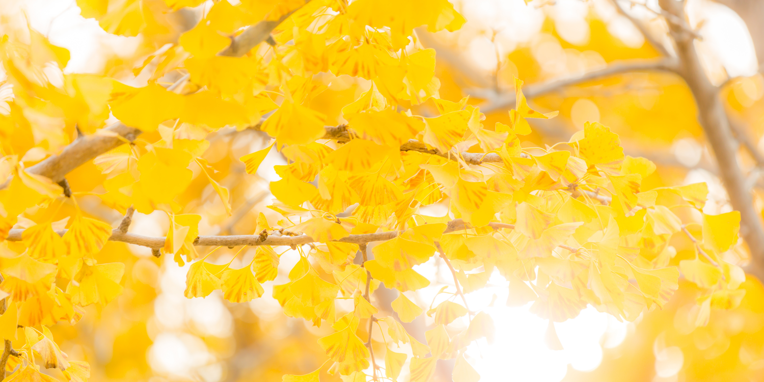 canva ein gelber Gincko